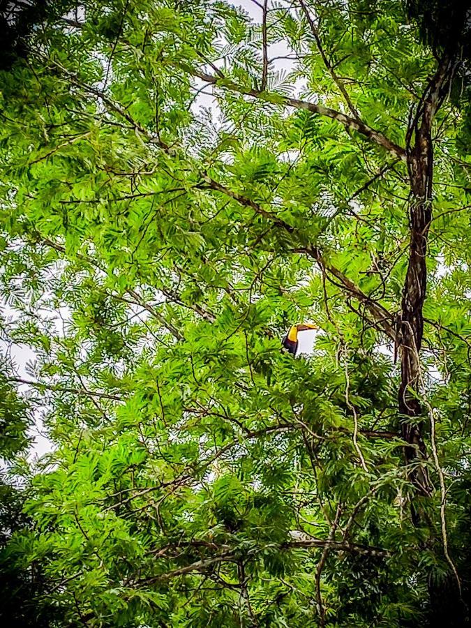 Momotus Glamping Hotel Florencia Bagian luar foto